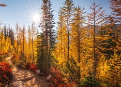 Jesień, Drzewa, Ścieżka, Kolorowe, Rośliny, Las, Park Narodowy Północnych Gór Kaskadowych, Stan Waszyngton, Stany Zjednoczone