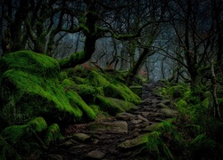 Ścieżka przez las na wyżynie Peak District w Anglii