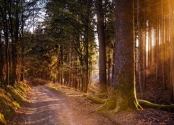 Ścieżka przez las w blasku słońca