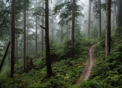 Ścieżka w gęstym lesie