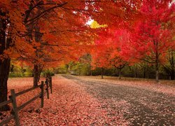 Park, Drzewa, Jesień, Czerwone, Liście, Ścieżka, Ogrodzenie
