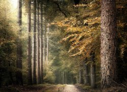 Ścieżka w rozświetlonym lesie