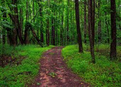 Ścieżka w zielonym lesie liściastym