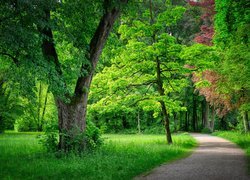 Ścieżka w zielonym parku