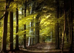 Ścieżka wśród zielonych drzew
