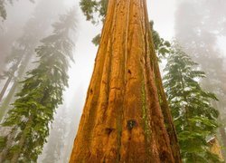 Sekwoja, Drzewo, Mgła, Park Narodowy Sekwoi, Stan Kalifornia, Stany Zjednoczone