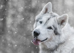 Siberian husky łapie płatki śniegu