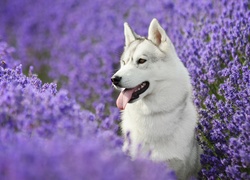 Siberian husky pośród kwiatów lawendy