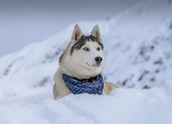 Siberian husky z chustką zawiązaną pod szyją leży na śniegu w górach