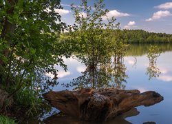 Jezioro, Zielone, Drzewa, Skała