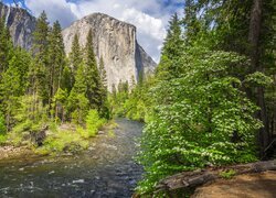 Stany Zjednoczone, Kalifornia, Park Narodowy Yosemite, Góra, El Capitan, Rzeka, Merced River, Drzewa, Krzewy