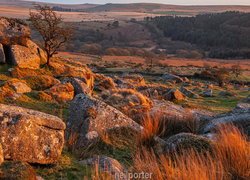 Park Narodowy Dartmoor, Skały, Wzgórza, Kamienie, Drzewo, Trawa, Hrabstwo Devon, Anglia