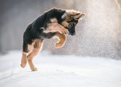 Skok psa na śniegu