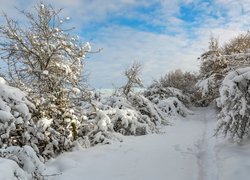 Ślady na śniegu pod ośnieżonymi drzewami i krzewami