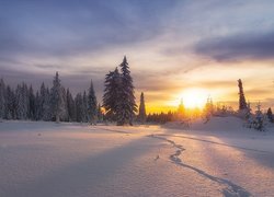 Zima, Śnieg, Wschód słońca, Drzewa, Ślady