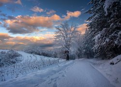 Ślady w śniegu na drodze i ośnieżone drzewa