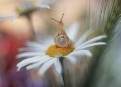 Ślimak na rozmytym kwiatku margerytki