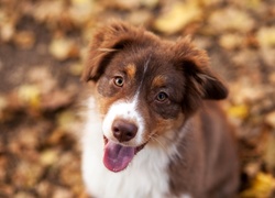 Szczeniak, Border collie, Mordka