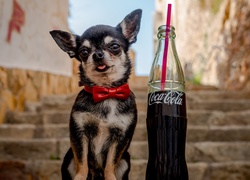 Pies, Chihuahua, Coca-Cola
