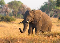 Słoń spacerujący po sawannie