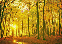 Słońce w jesiennym lesie