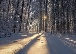 Zima, Las, Ośnieżone, Drzewa, Słońce