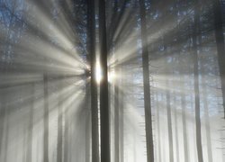 Słoneczne promienie w zamglonym lesie