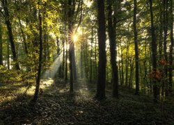Słoneczne promienie wśród drzew w lesie liściastym