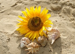 Słonecznik na piasku obok muszelek