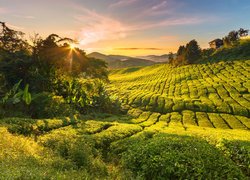 Wzgórza, Drzewa, Plantacja herbaty, Domy, Promienie słońca, Cameron Highlands, Stan Pahang, Malezja