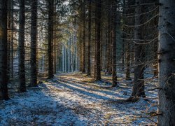 Drzewa, Las, Śnieg, Światło
