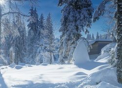 Śnieg, Drzewa, Drewniana, Chata, Słoneczny, Dzień, Zima
