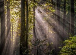 Smugi słonecznego światła w zielonym lesie