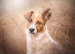 Smutny pies z oklapniętym uchem siedzi w suchej trawie