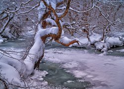 Śnieg na drzewach nad zamarzniętą rzeką