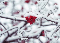 Zima, Śnieg, Gałązki, Czerwone, Owoce, Jarzębina