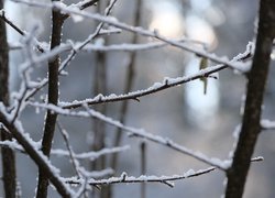 Śnieg na gałęziach