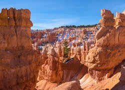 Stany Zjednoczone, Utah, Park Narodowy Bryce Canyon, Skały, Roślinność, Drzewo