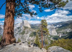 Sosna na skale w Parku Narodowym Yosemite