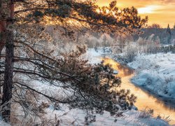 Sosna w śniegu nad rzeką w blasku wschodzącego słońca