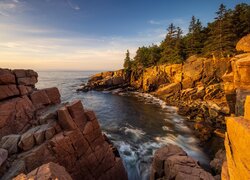 Sosny na skałach w Parku Narodowym Acadia