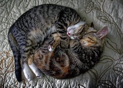 Śpiące kotki