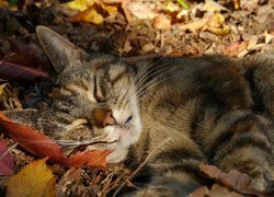 Śpiący kot na liściach