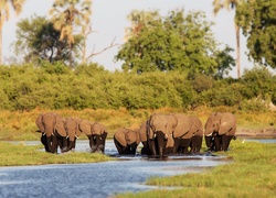 Stado słoni przy wodopoju