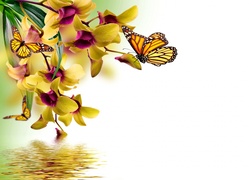 Storczyki, Motyle, Woda, Grafika 2D