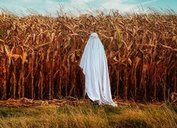 Strach na wróble na polu kukurydzy