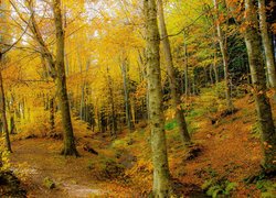 Jesień, Las, Drzewa, Krzewy, Strumień