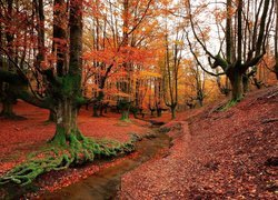 Hiszpania, Kraj Basków, Park Narodowy Gorbea, Las, Drzewa, Strumyk, Jesień
