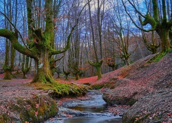 Strumyk przepływający w jesiennym lesie pomiędzy omszałymi drzewami