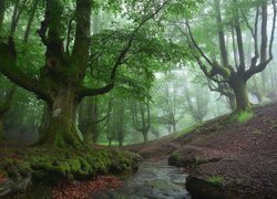 Hiszpania, Kraj Basków, Park Narodowy Gorbea, Las, Drzewa, Strumyk, Mgła